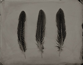 Feather 3 - Ted Preuss